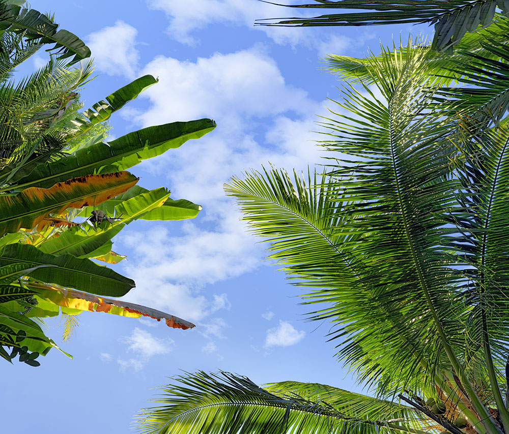 coconuts tree 07b